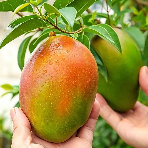 攀枝花凯特芒果 净重8斤，单果400g+，源头直发的新鲜滋味